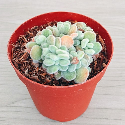Succulent plant echeveria - plant,