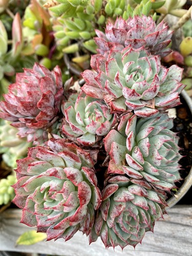Rooted succulent plant - rooted, red